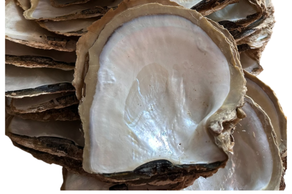 Pearl Shell Engraving
