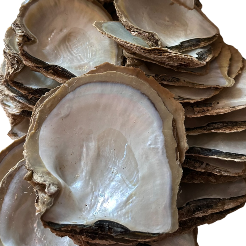 Western Australian Pearl Shell