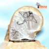 Mother of Pearl Shell Engraving