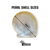 Pearl Shell Sizes