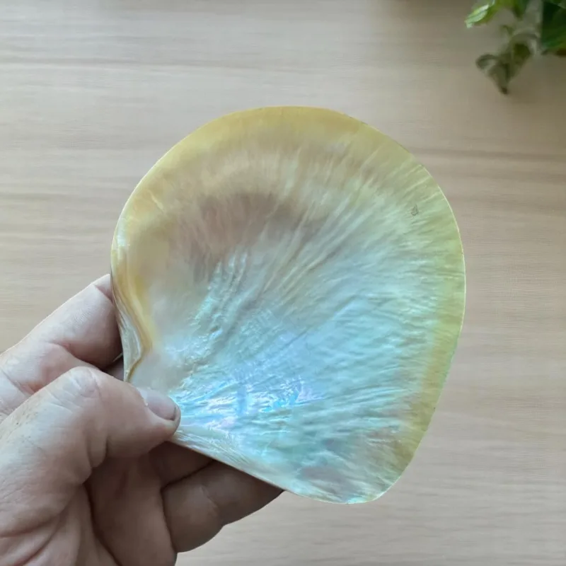 Polished Pinctada South Sea pearl Shell
